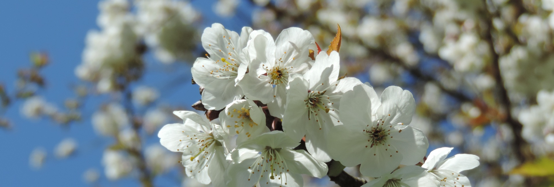 cerisier en fleurs