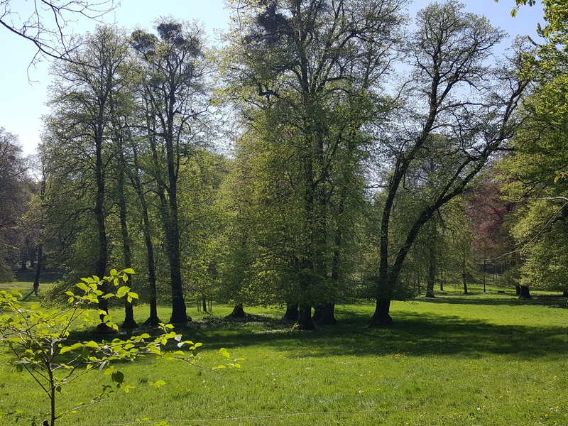 tilleuls au printemps