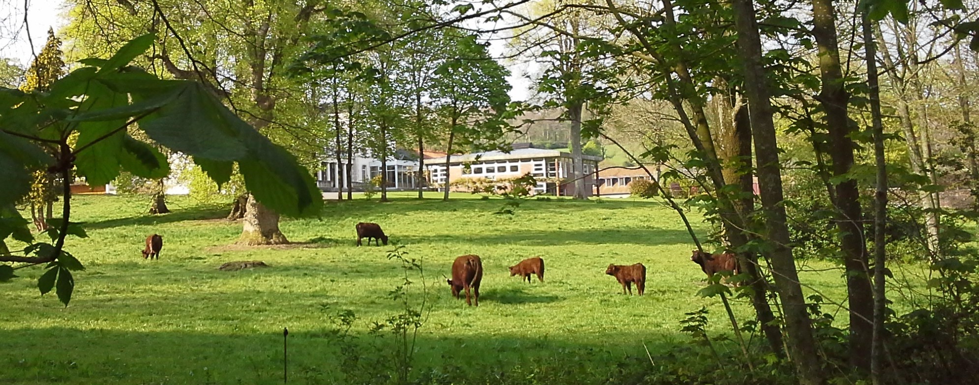 la parc paisible avec les vaches